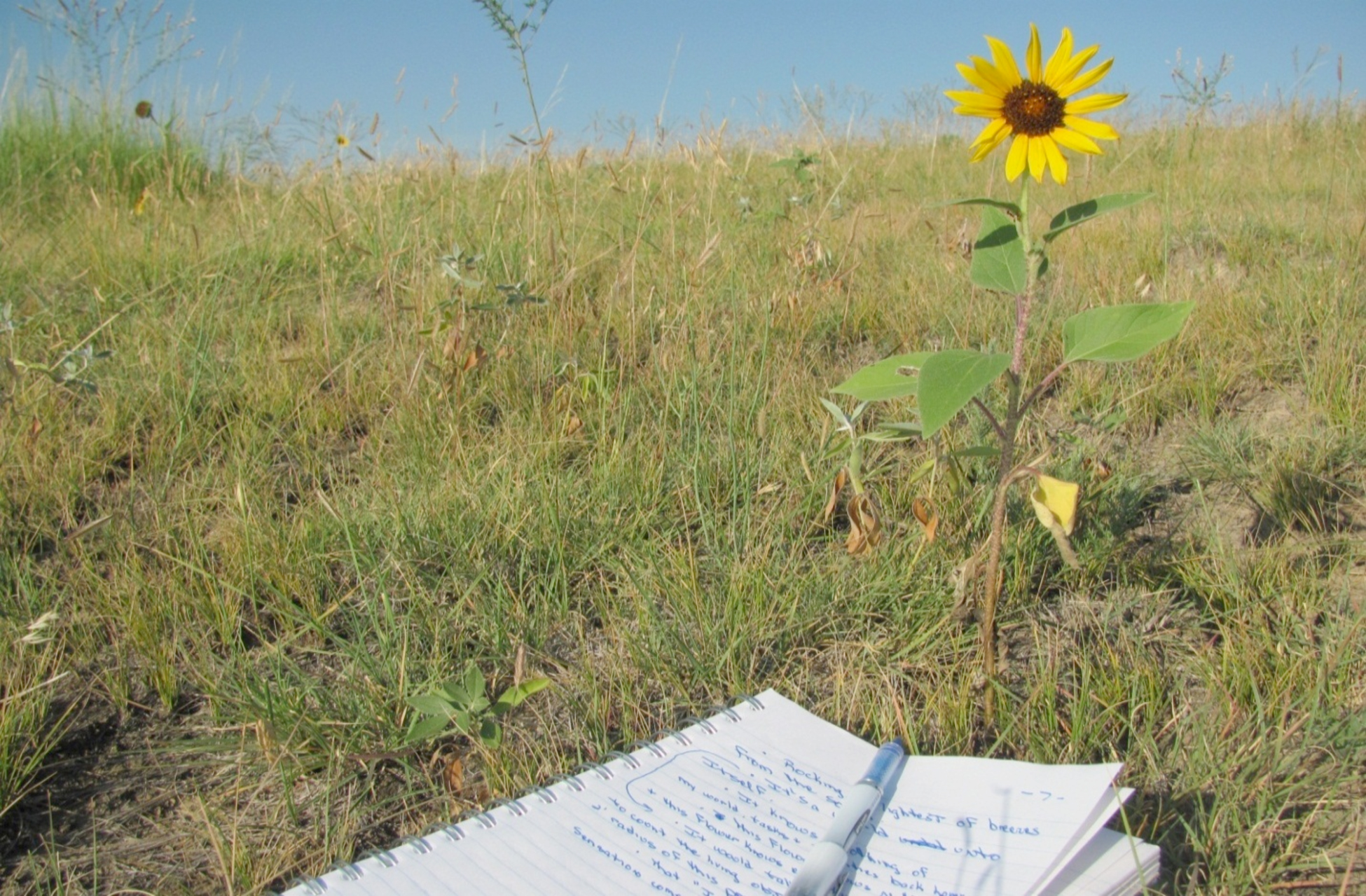 The single wild flower I study, while lying on my stomach that morning on the hilltop above the trading post. The closer I look, the more I see.